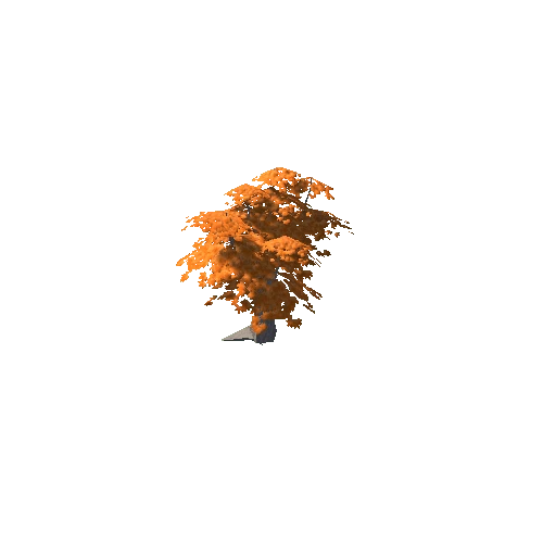 Maple Tree Orange Mid 13